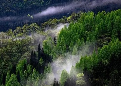 �Ĵ��ƽ���ˮƽ�������¡�ɭ���Ŀ⡱������ģʡ����