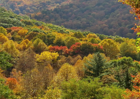 ���ճ��ݣ���ֳ���ˢ�¼����ͷ�ɭ�֡��Ŀ⡱Ǳ��