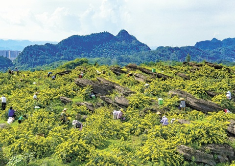 ������ɽ��һ��ɽ����������19��Ԫ�ۺϲ�ֵ